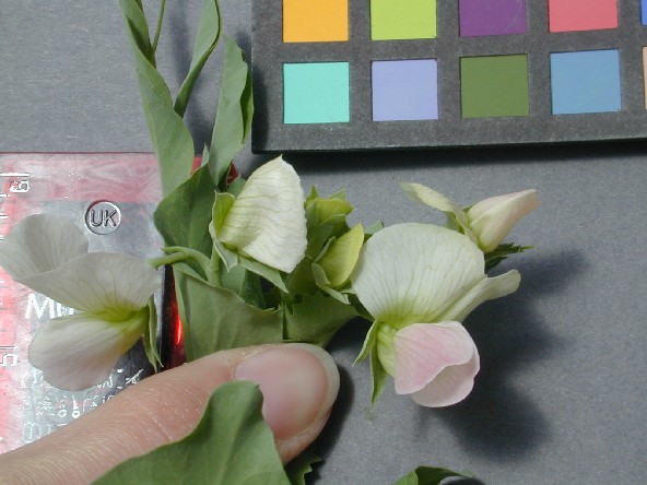 Click for 3 image(s) for this accession. FLOWER