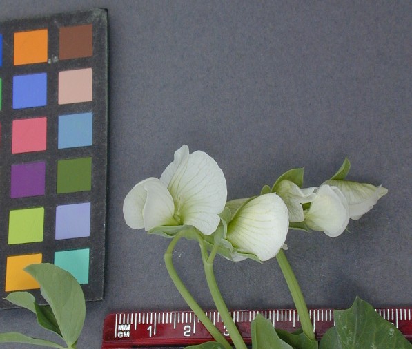 Click for 3 image(s) for this accession. FLOWER