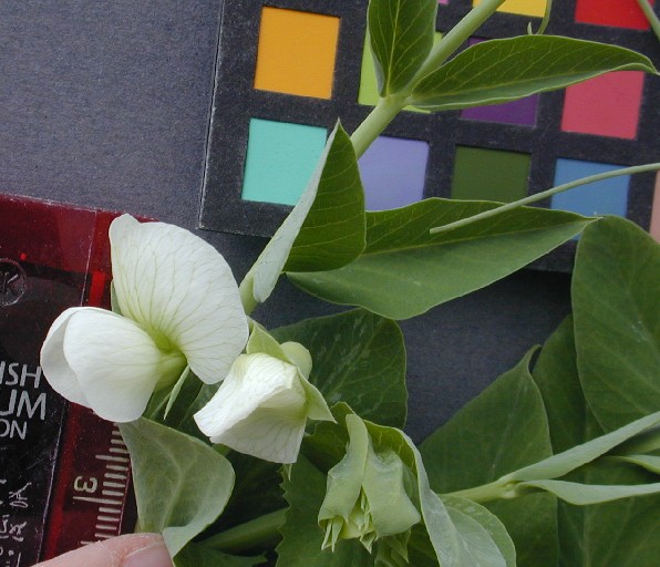 Click for 3 image(s) for this accession. FLOWER