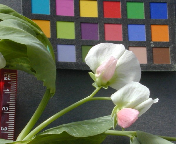 Click for 3 image(s) for this accession. FLOWER