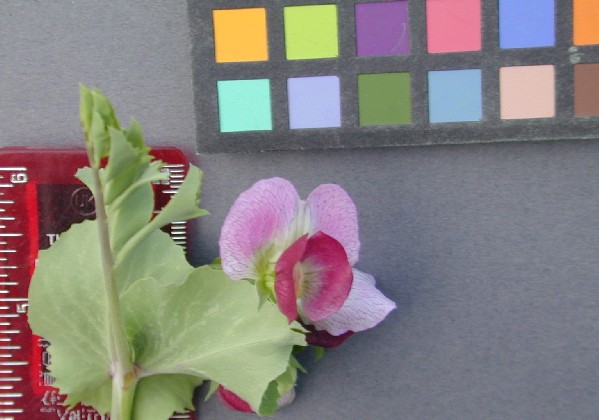 Click for 3 image(s) for this accession. FLOWER