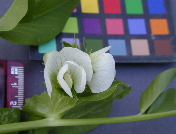 Click for 13 image(s) for this accession. FLOWER