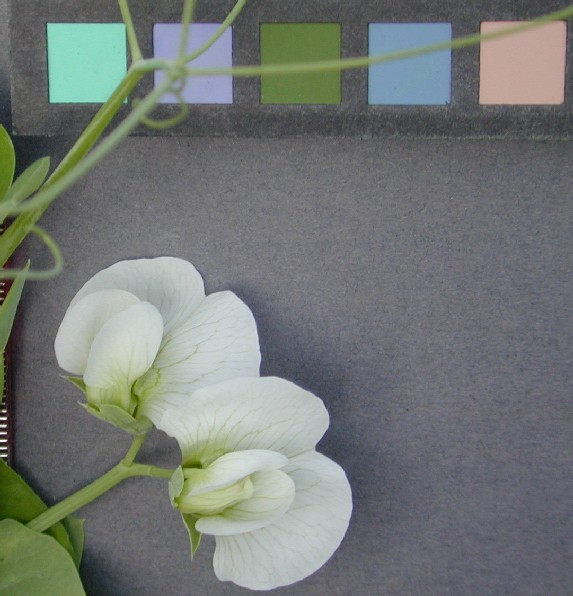 Click for 7 image(s) for this accession. FLOWER