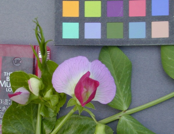 Click for 3 image(s) for this accession. FLOWER