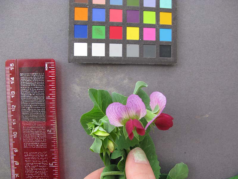Click for 7 image(s) for this accession. FLOWER