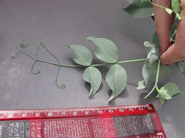 LEAF