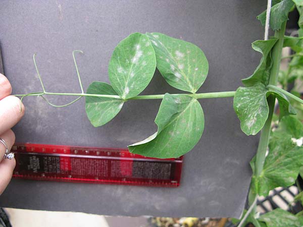 Click for 6 image(s) for this accession. LEAF