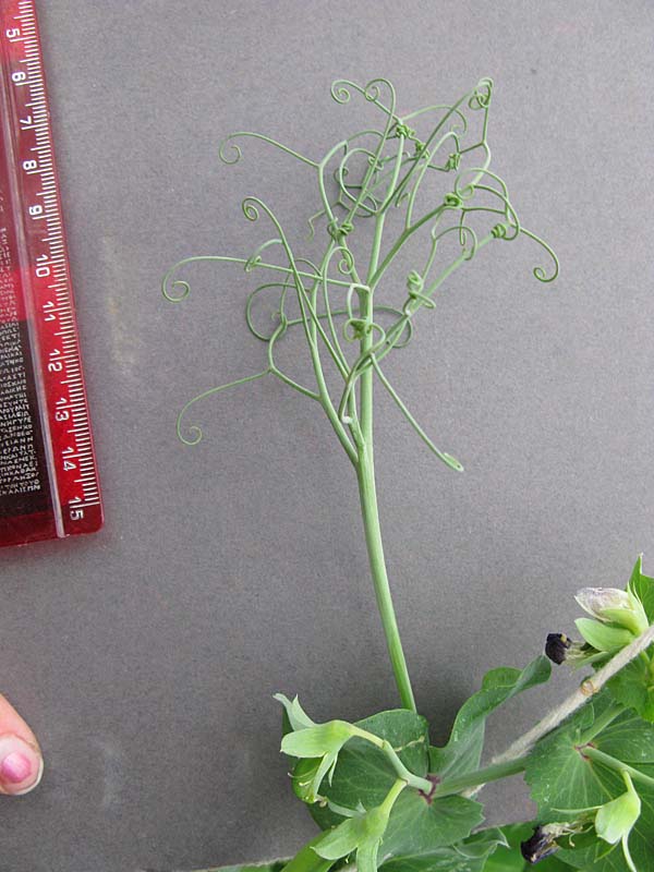 Click for 7 image(s) for this accession. LEAF