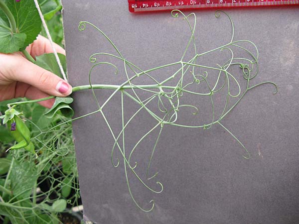 Click for 5 image(s) for this accession. LEAF