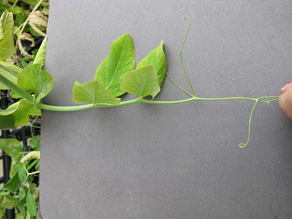 Click for 5 image(s) for this accession. LEAF
