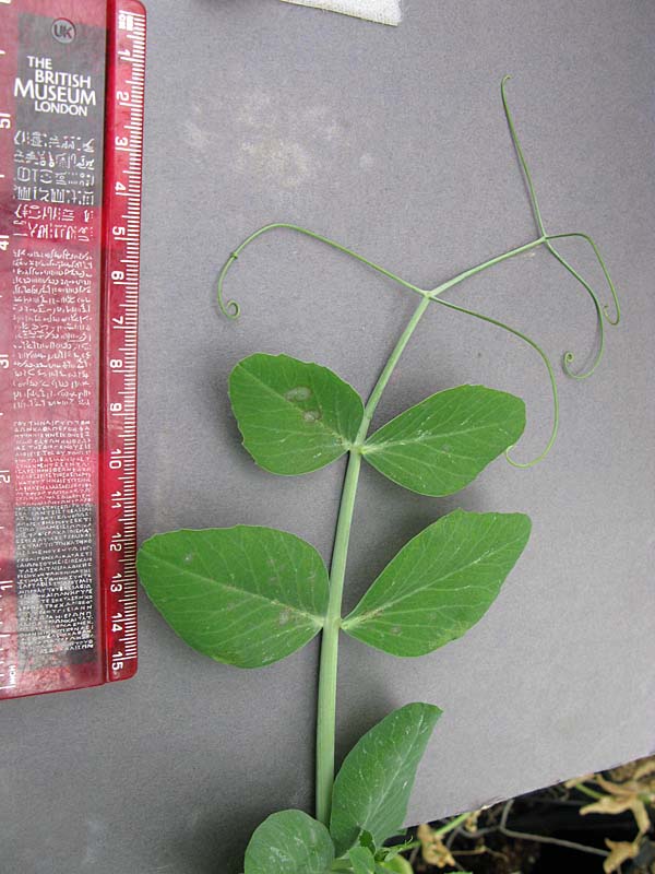 Click for 6 image(s) for this accession. LEAF