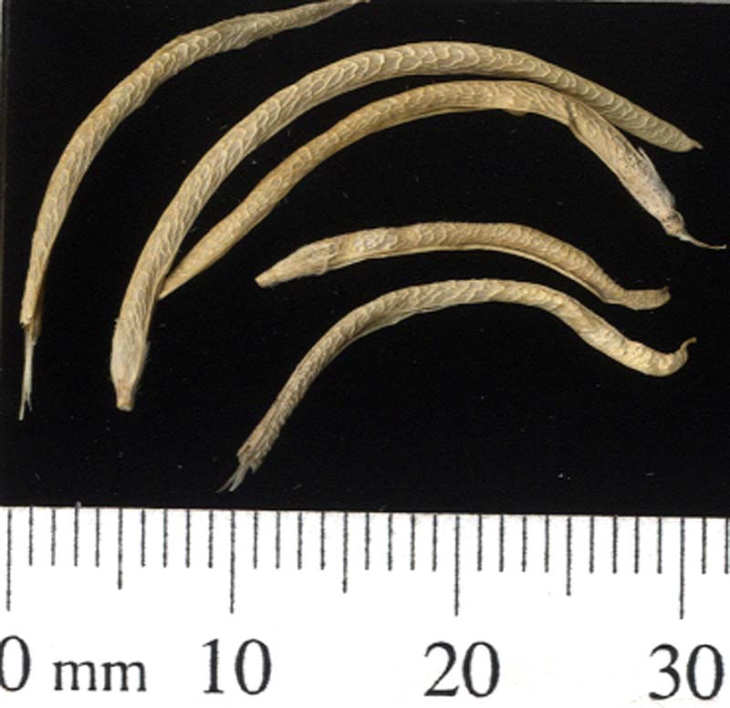 POD