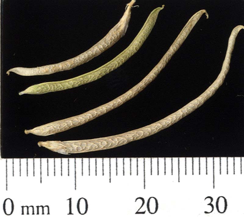 Click for 1 image(s) for this accession. POD