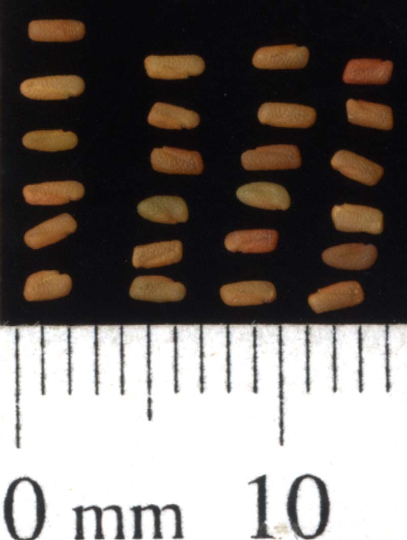 SEED