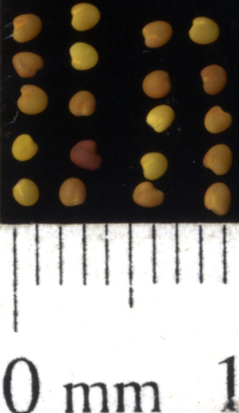 SEED