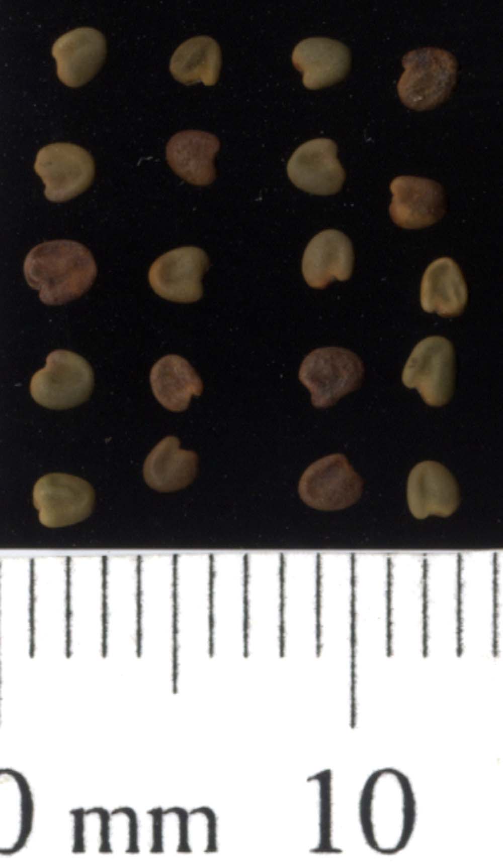 Click for 1 image(s) for this accession. SEED