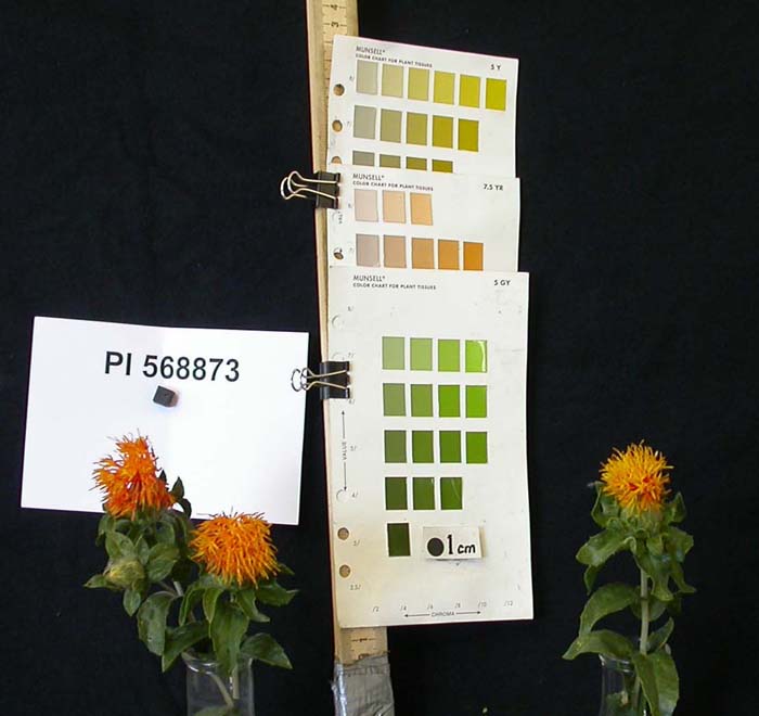 Click for 3 image(s) for this accession. FLOWER