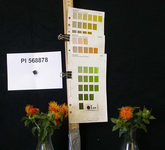 Click for 3 image(s) for this accession. FLOWER