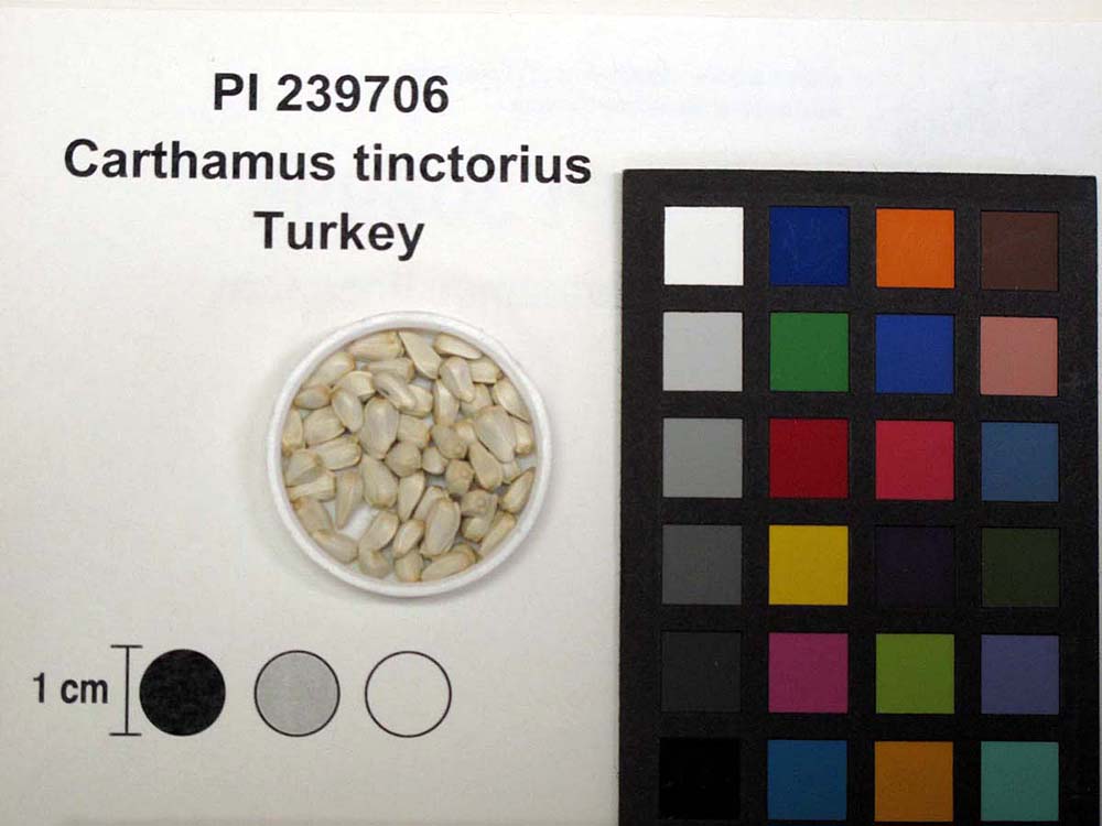 Click for 3 image(s) for this accession. SEED