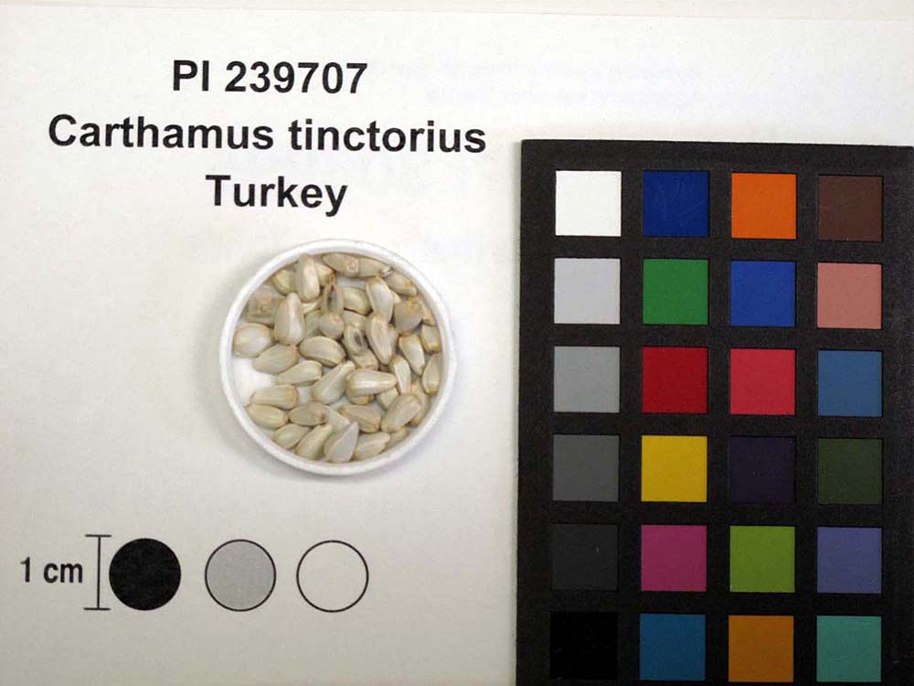 Click for 3 image(s) for this accession. SEED