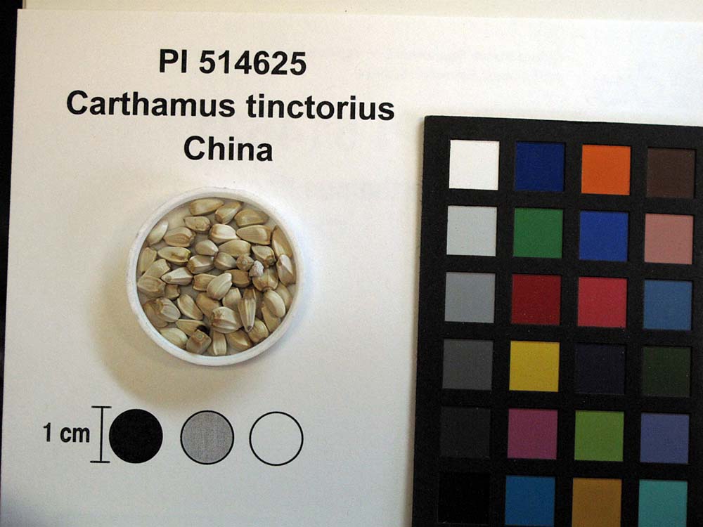 Click for 1 image(s) for this accession. SEED