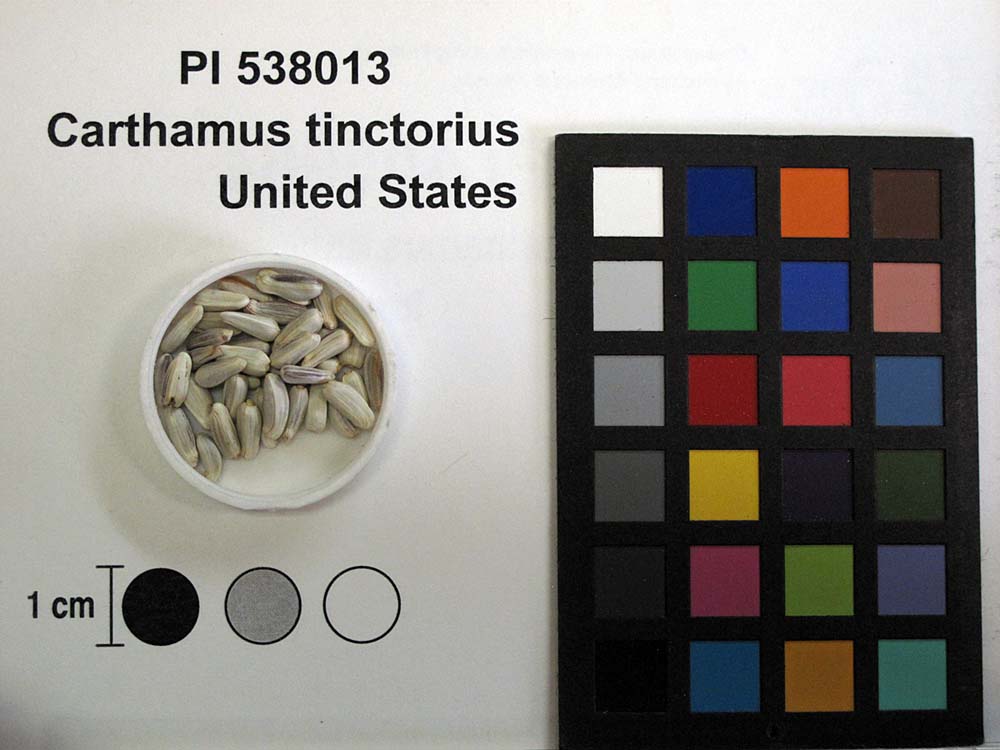 Click for 2 image(s) for this accession. SEED