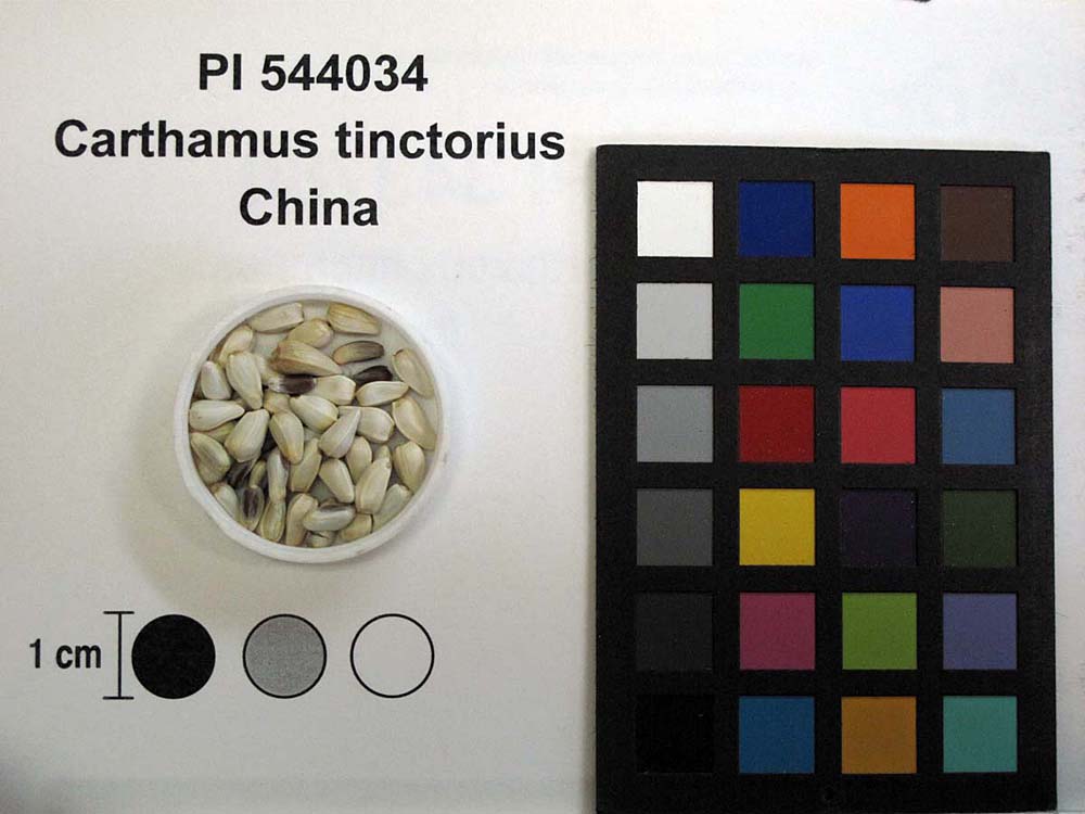 Click for 1 image(s) for this accession. SEED