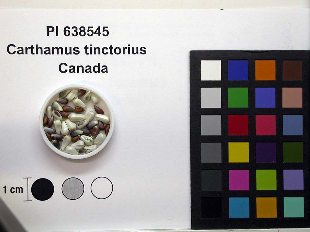 Click for 2 image(s) for this accession. SEED