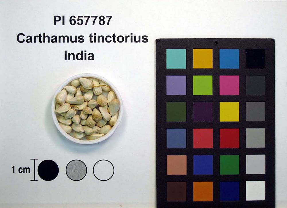 Click for 1 image(s) for this accession. SEED