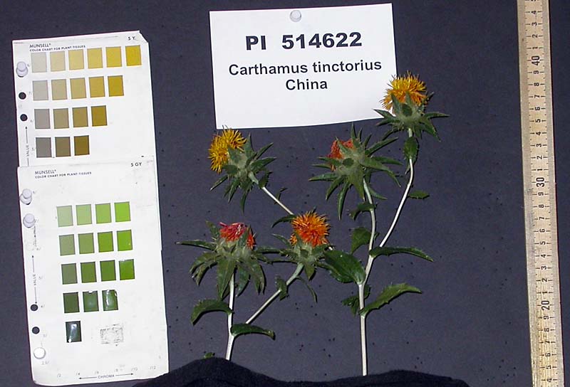 Click for 3 image(s) for this accession. FLOWER