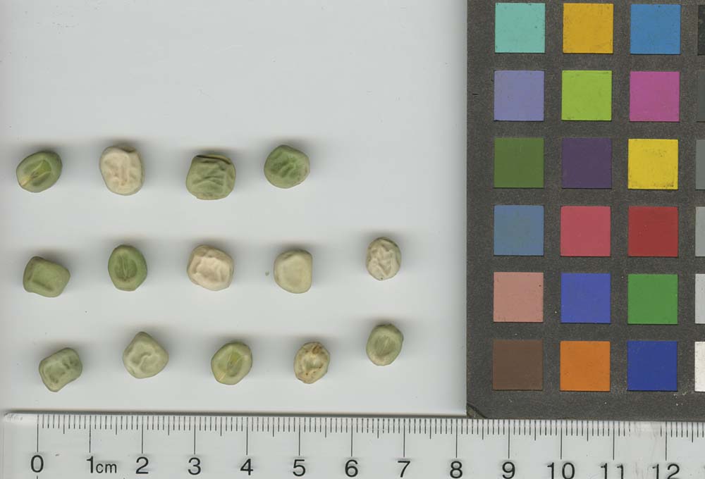 Click for 1 image(s) for this accession. SEED