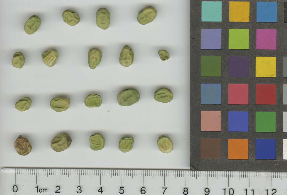 Click for 1 image(s) for this accession. SEED