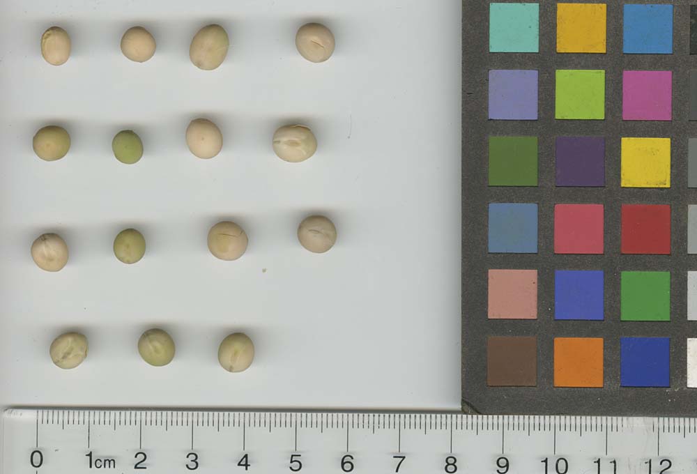 Click for 1 image(s) for this accession. SEED