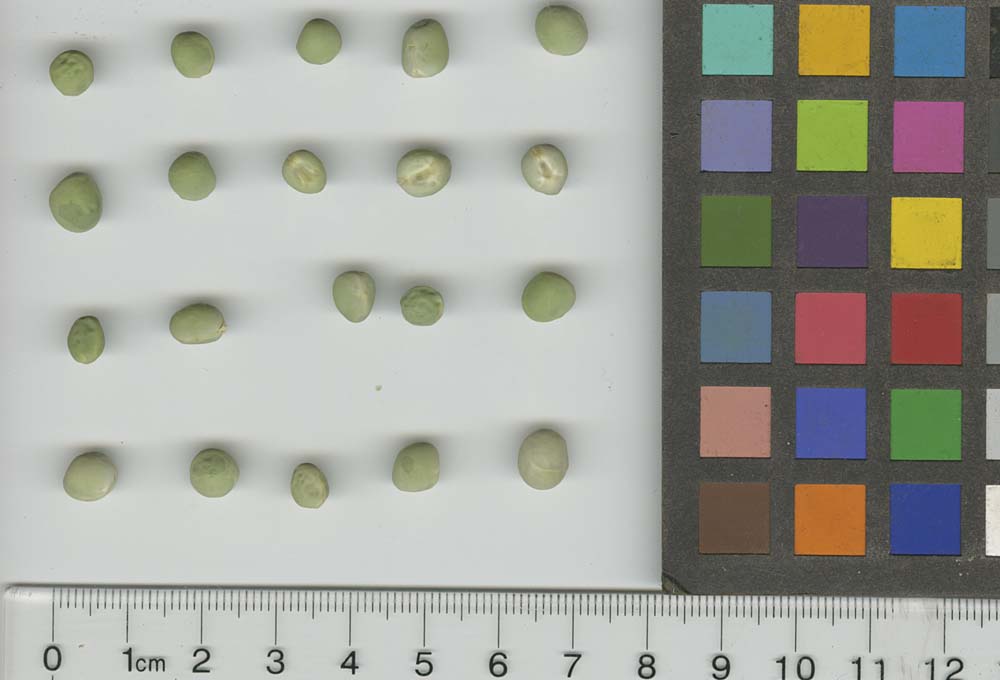 Click for 1 image(s) for this accession. SEED