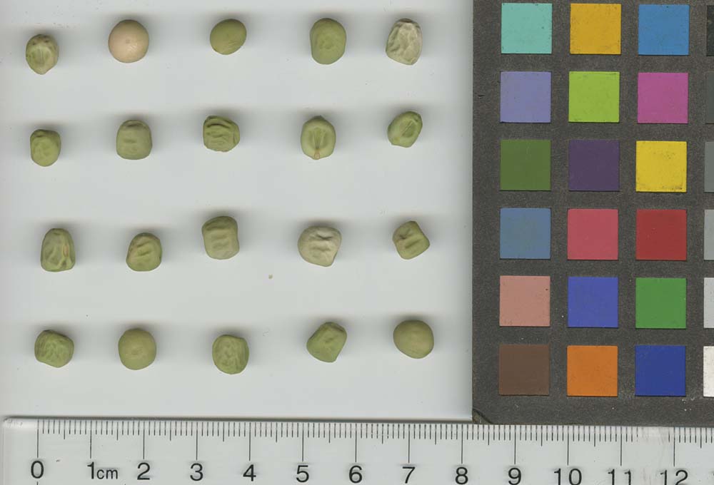 Click for 1 image(s) for this accession. SEED