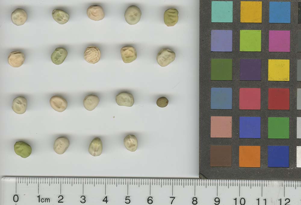 Click for 1 image(s) for this accession. SEED