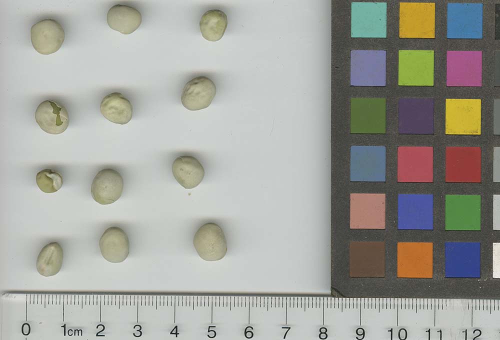 Click for 1 image(s) for this accession. SEED