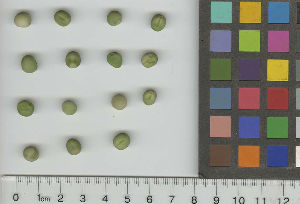 Click for 1 image(s) for this accession. SEED