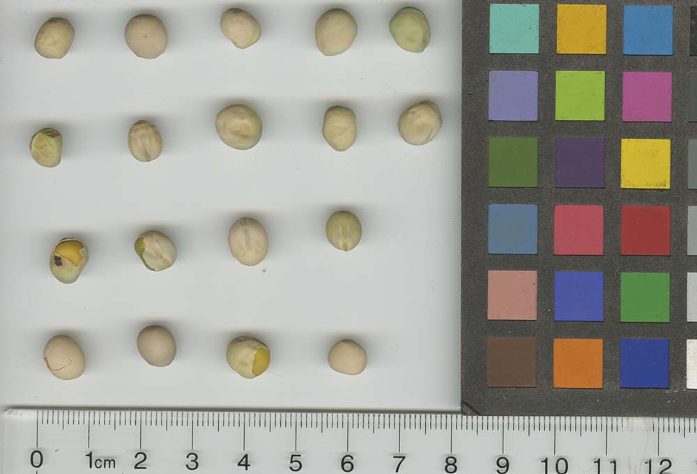 Click for 1 image(s) for this accession. SEED