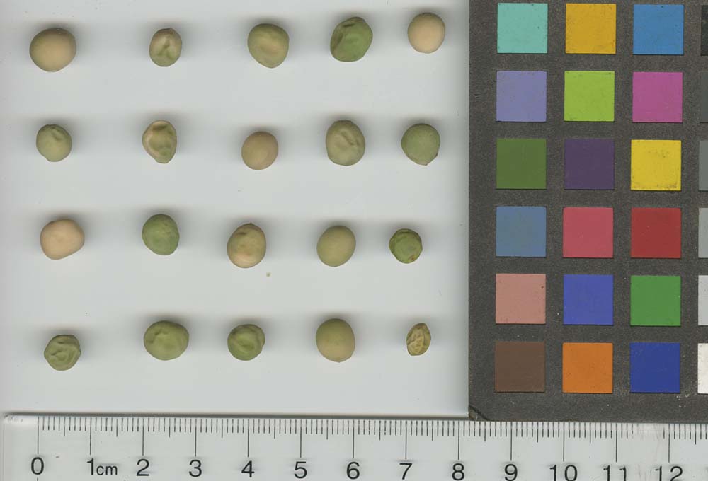 Click for 1 image(s) for this accession. SEED