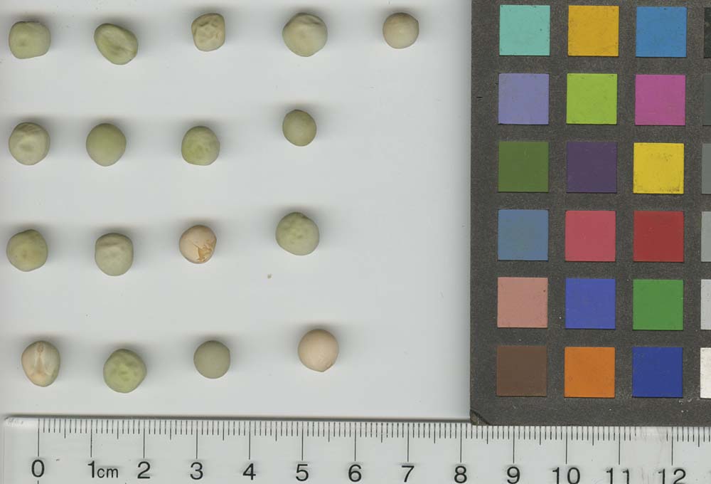 Click for 1 image(s) for this accession. SEED