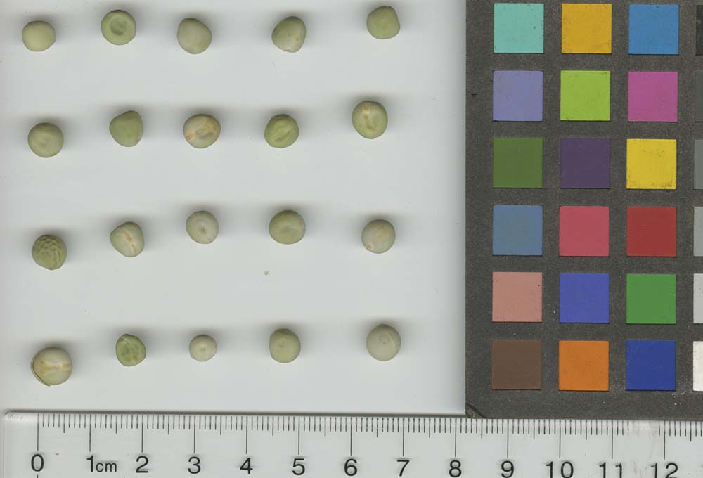 Click for 1 image(s) for this accession. SEED
