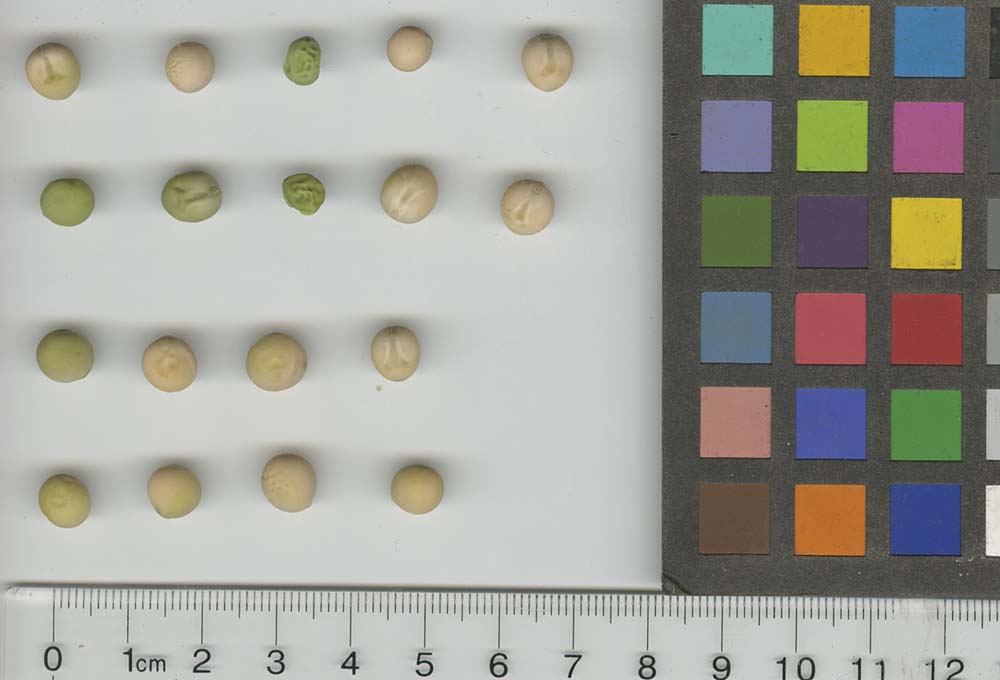 Click for 1 image(s) for this accession. SEED