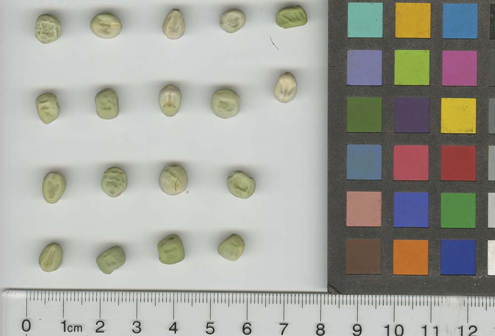 Click for 1 image(s) for this accession. SEED