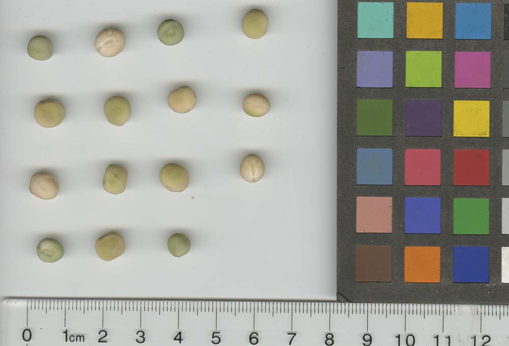 Click for 1 image(s) for this accession. SEED