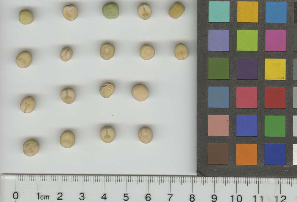 Click for 1 image(s) for this accession. SEED