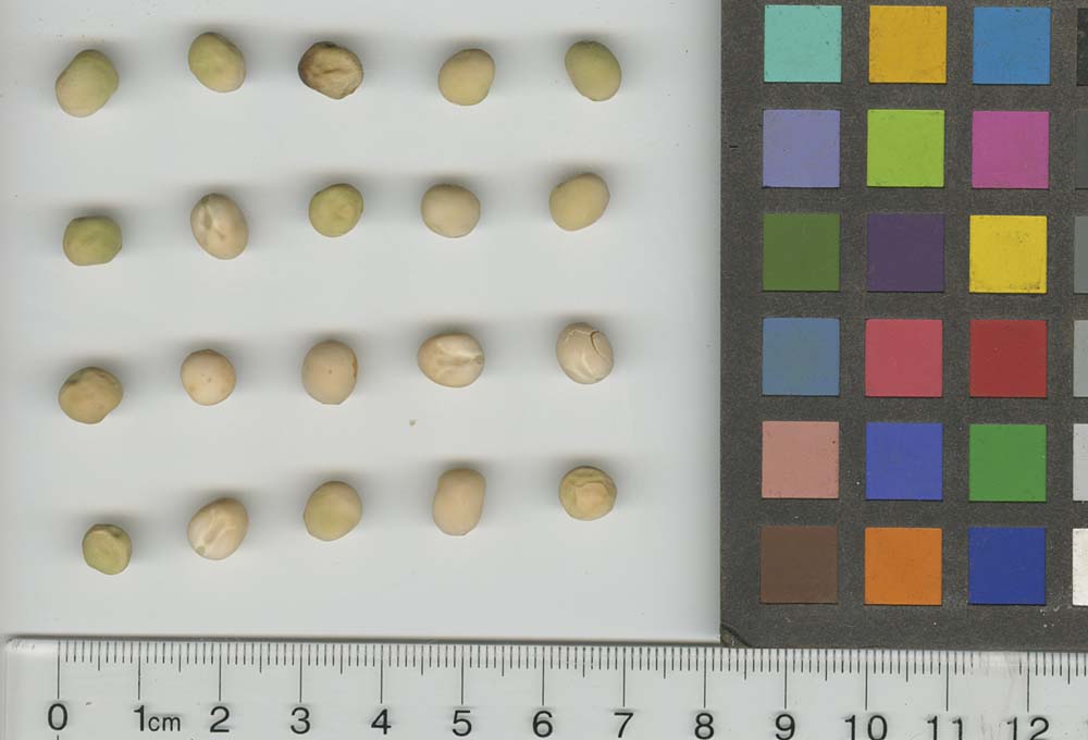 Click for 1 image(s) for this accession. SEED