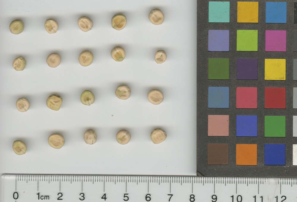 Click for 1 image(s) for this accession. SEED