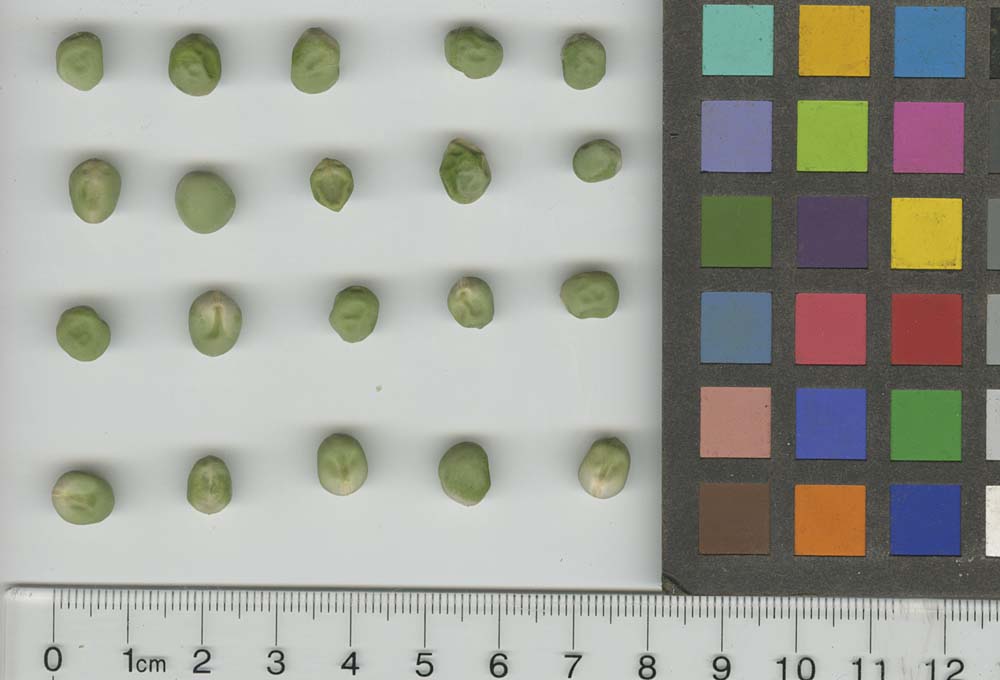 Click for 1 image(s) for this accession. SEED