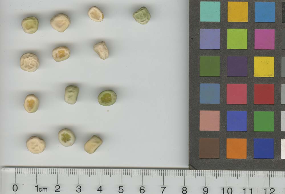 Click for 1 image(s) for this accession. SEED